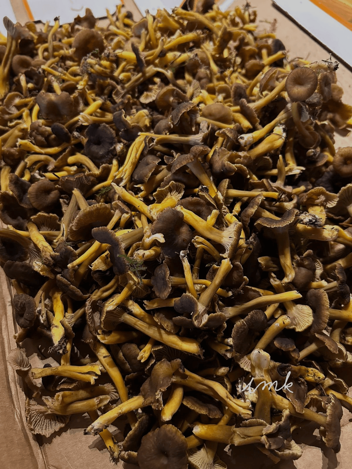 Récolte de champignons et herbes sauvages