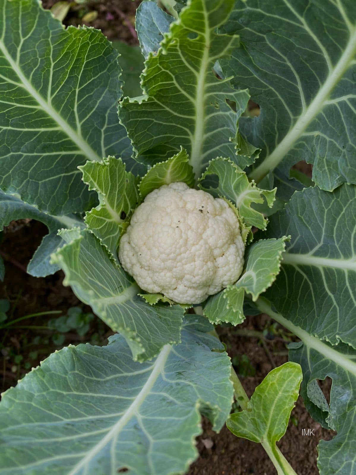 Légumes bio du potager normand
